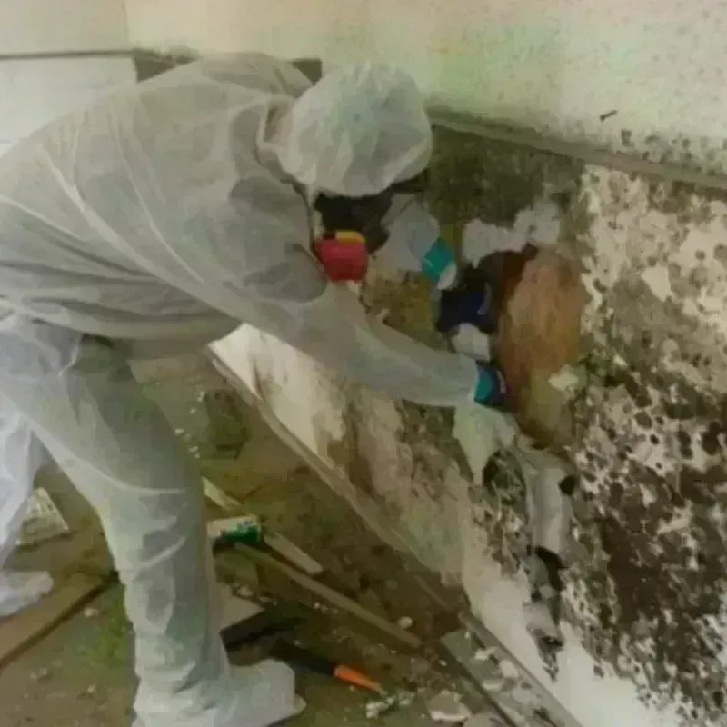 Mold Remediation and Removal in Gresham, OR